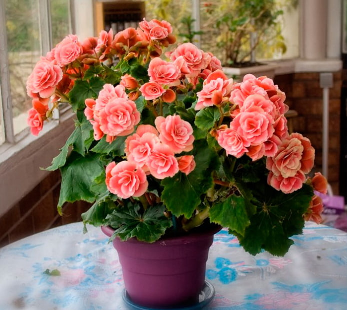 Begonia