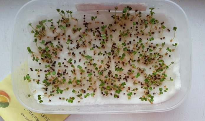 cómo plantar microgreens en estopilla