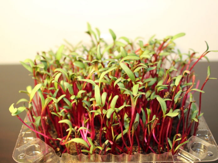 microgreen beet