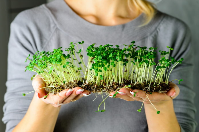 pagpili ng mga binhi na microgreen