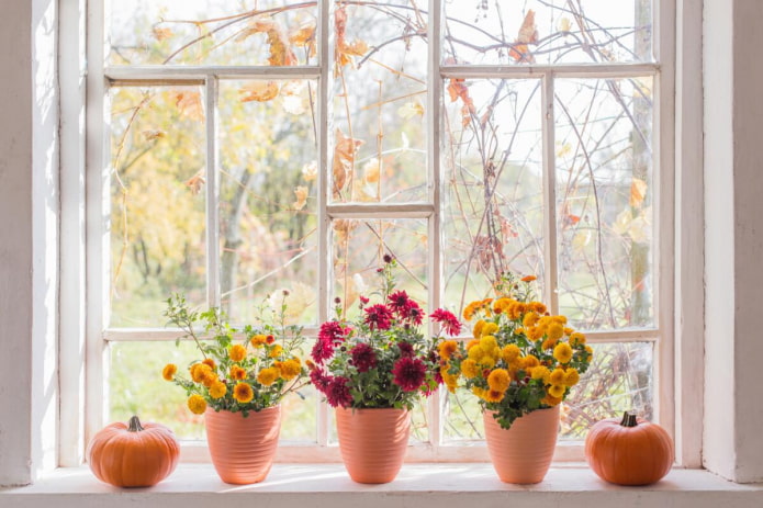 flores en el alféizar de la ventana