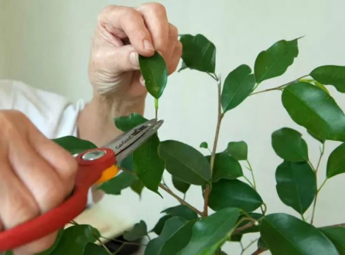 dahon ng pruning