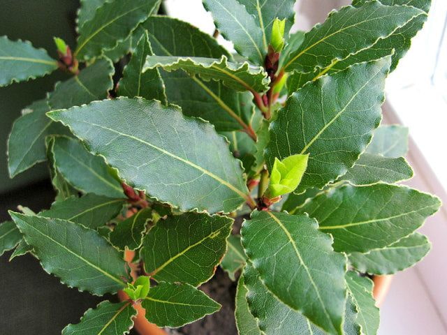 Hoja de laurel