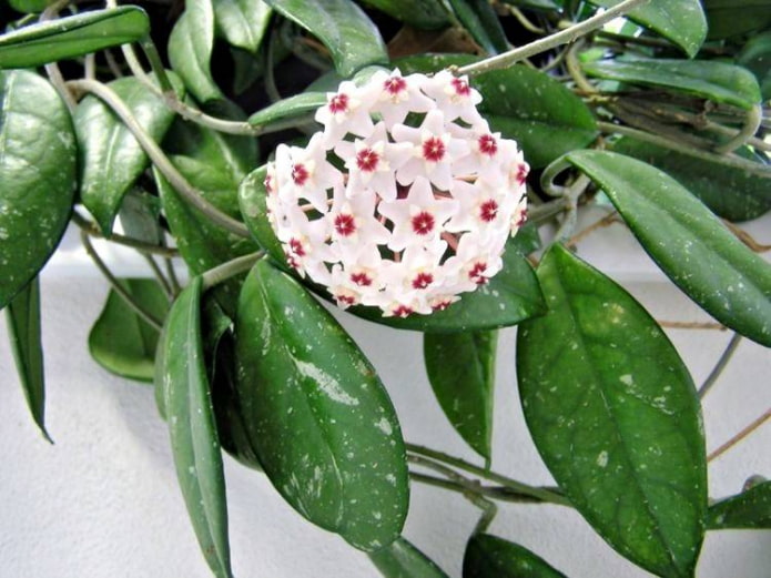 Hoya karne