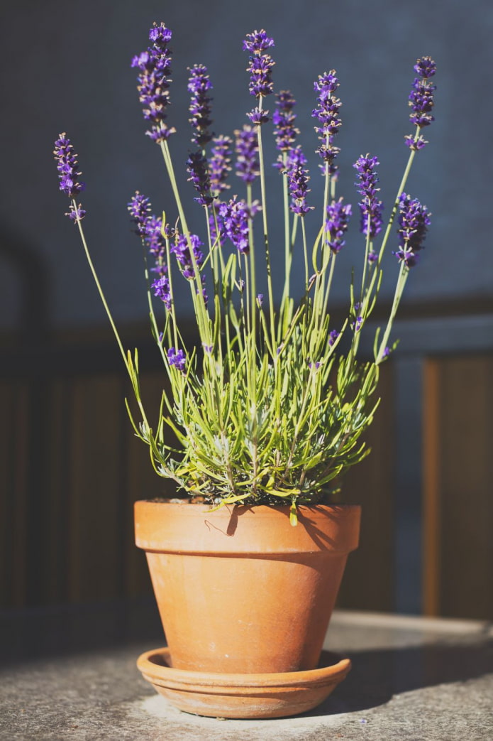 Lavanda