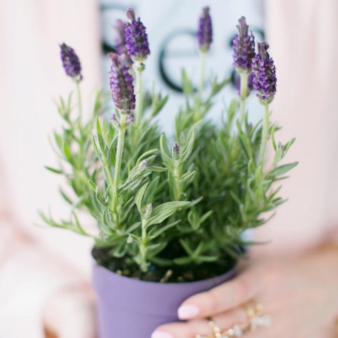 Lavanda interior