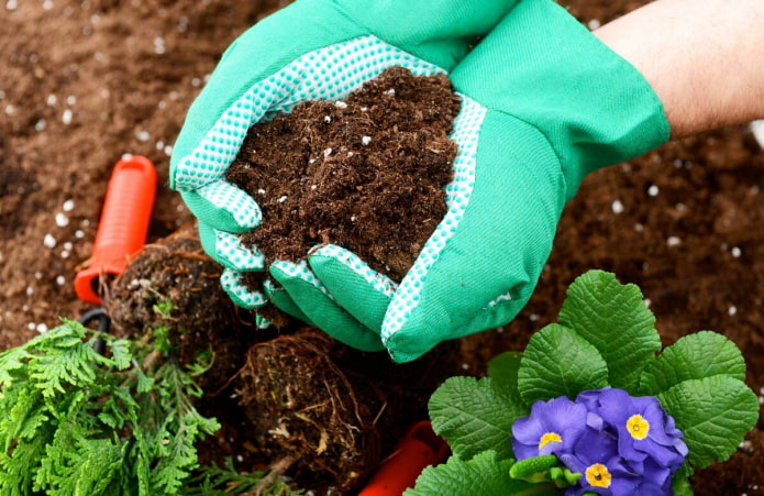 Alimentación de flores