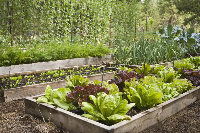 cómo cultivar verduras en el jardín