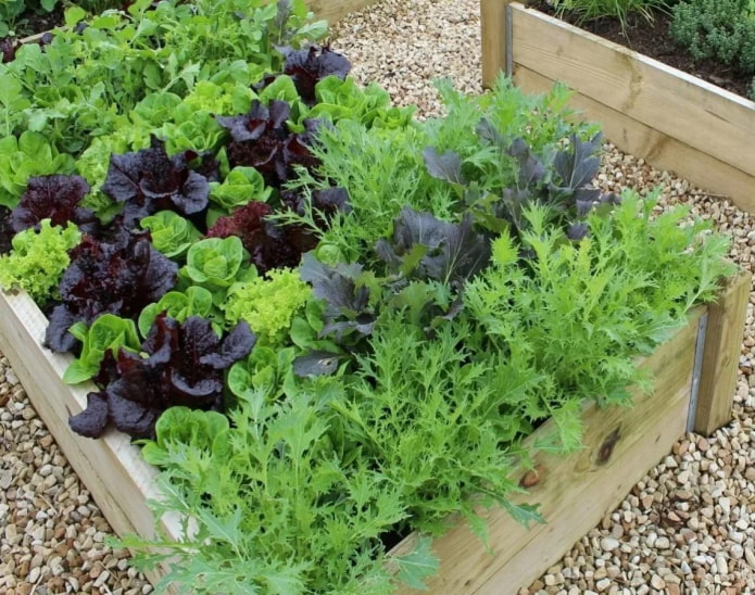 ensalada de verduras