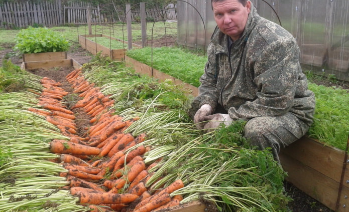 zanahorias en una cama alta