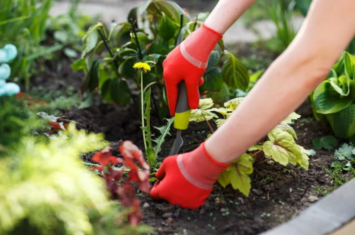 deshacerse de las malas hierbas en el jardín