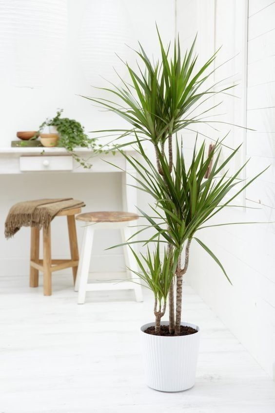 Lush Dracaena