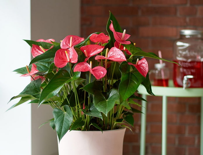 Anthurium