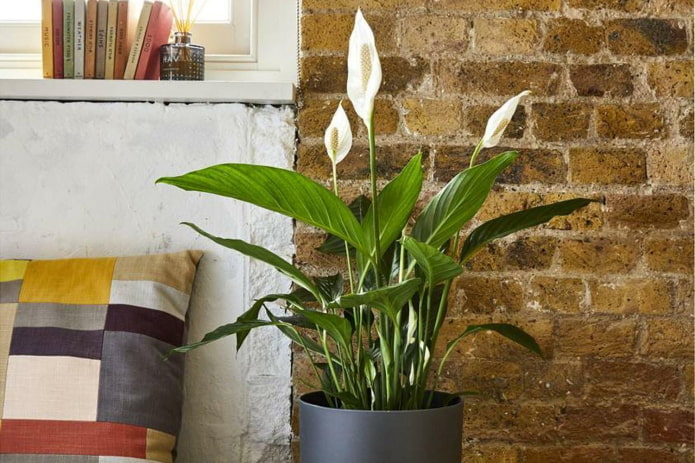 Spathiphyllum