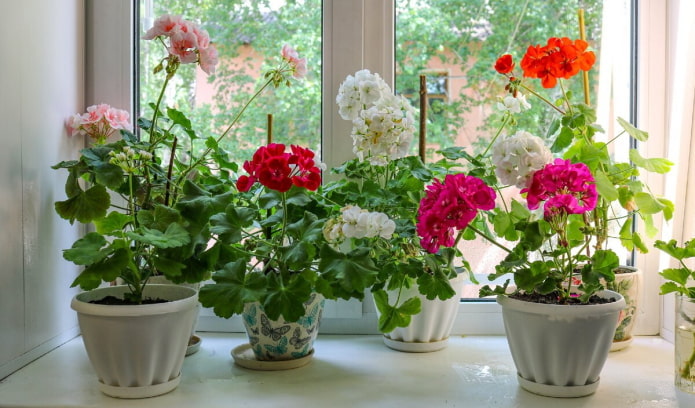 Pelargonium