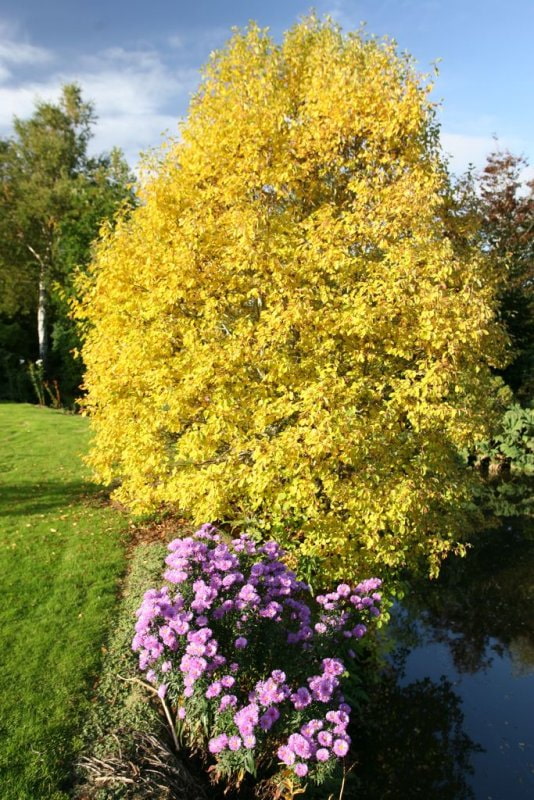 Alder aurea