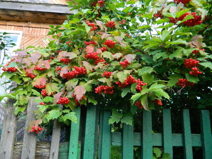 Viburnum