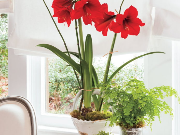 hippeastrum en el alféizar de la ventana