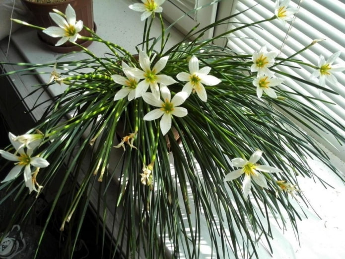 cómo florece zephyranthes