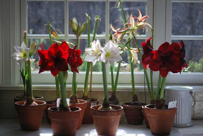 kung paano naiiba ang amaryllis mula sa hippeastrum