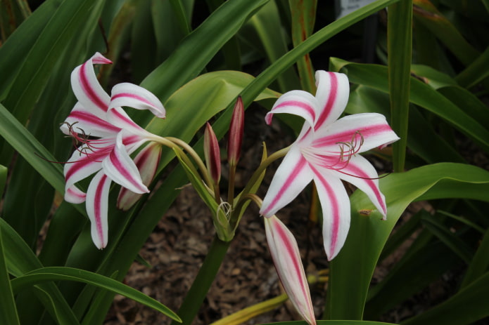 como florece el crinum