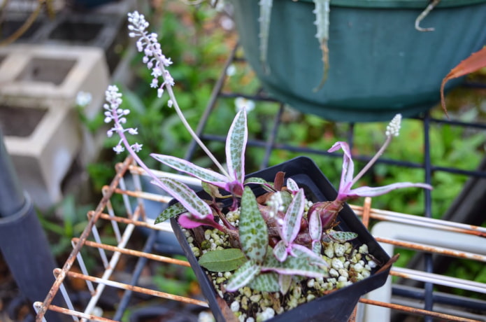 Hojas de ledeburia