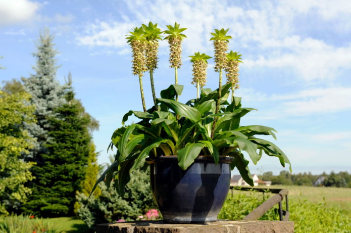 flor parecida a la piña