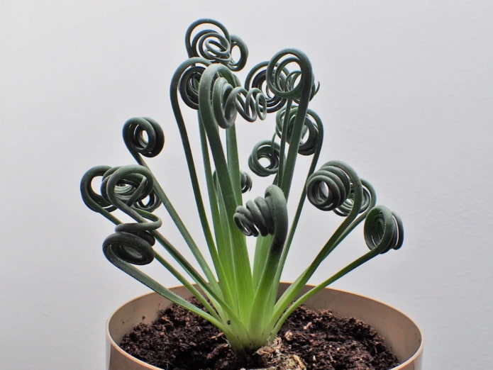 hojas de albuca