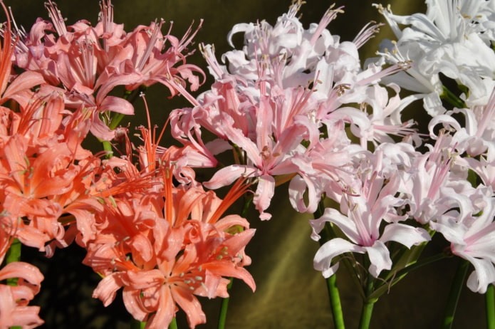 nerine floreciente