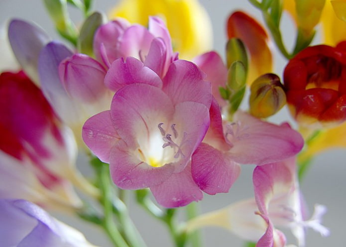 freesia