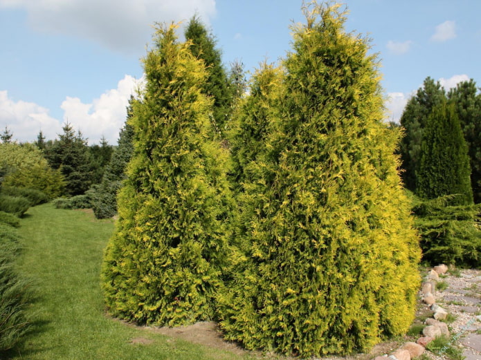 thuja con agujas brillantes