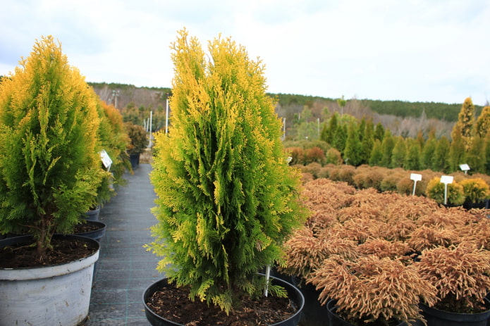 thuja aurea oriental