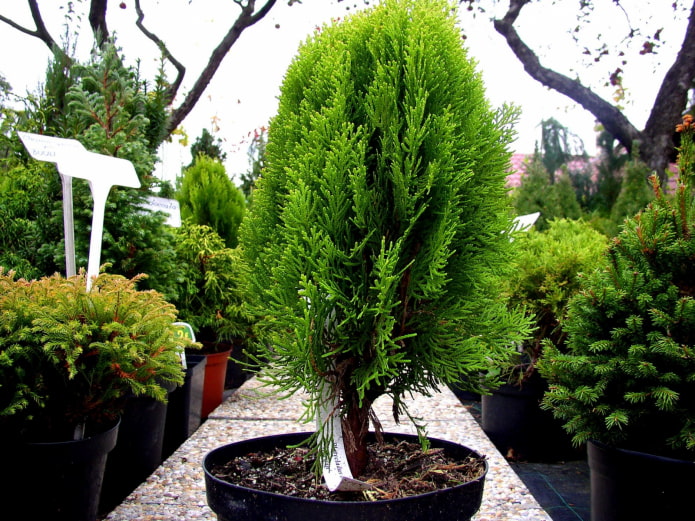 árbol joven thuja morgan