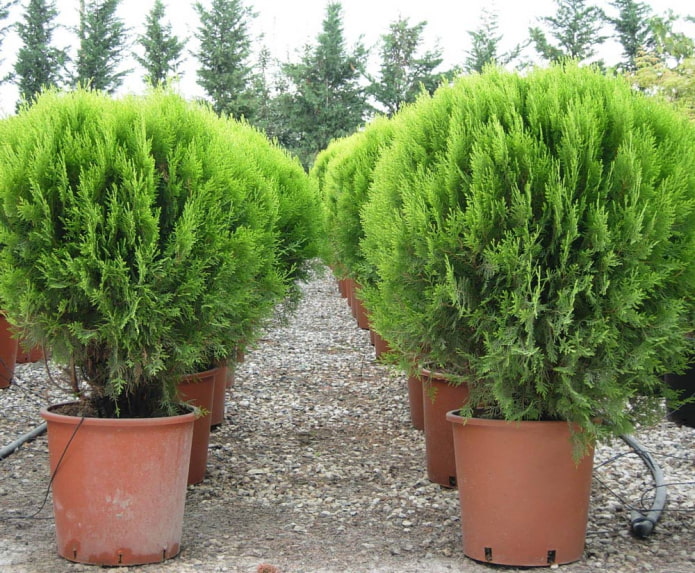 spherical thuja justinka