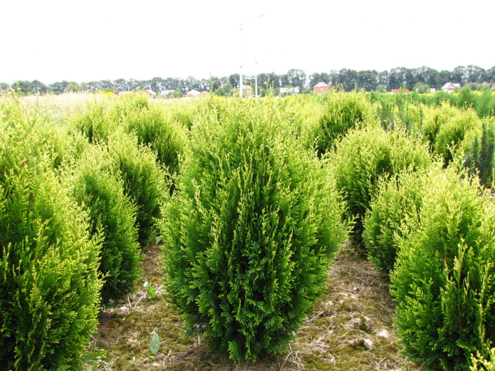 thuja kornik