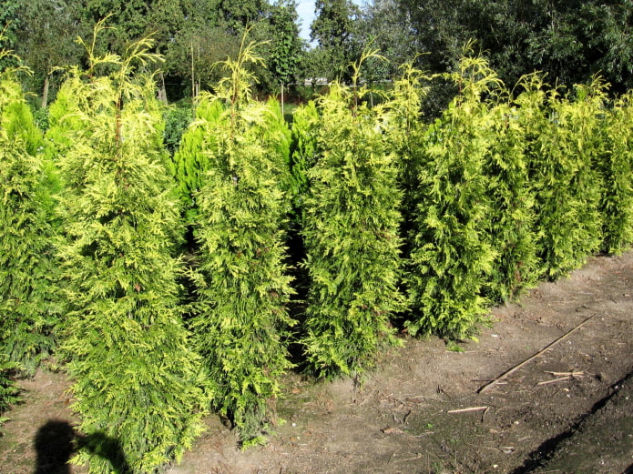 Plantones de Thuja Zebrin