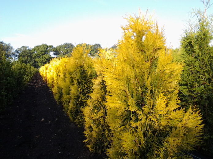 ginintuang thuja magpakailanman goldie