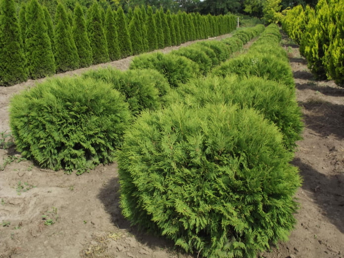 thuja spherical