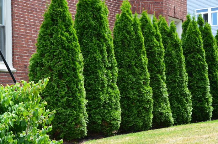 columna thuja smaragd