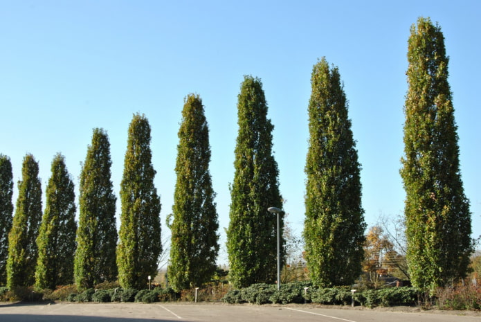 alto thuja fastigiata