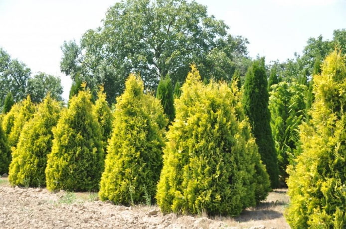 thuja europa dorado en forma de cono