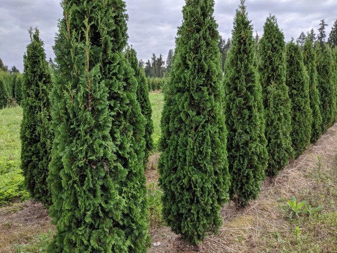 Thuja Holmstrup estrecho