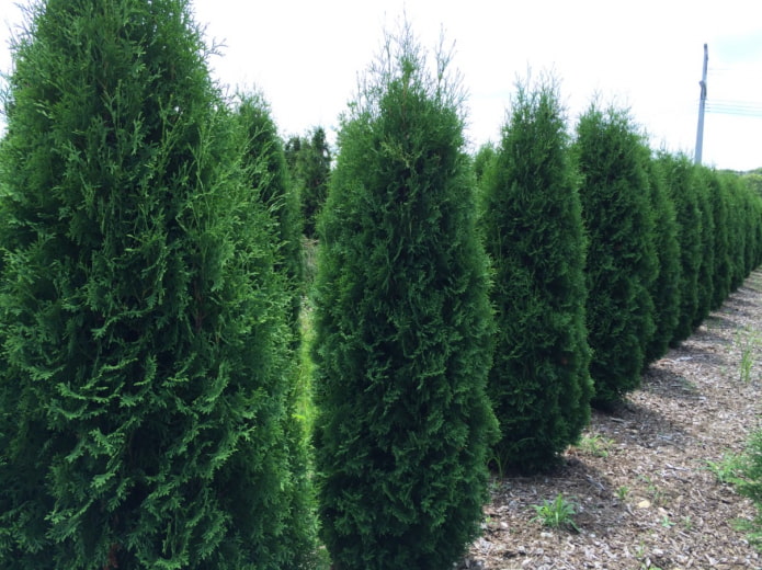 thuja con agujas en espiral