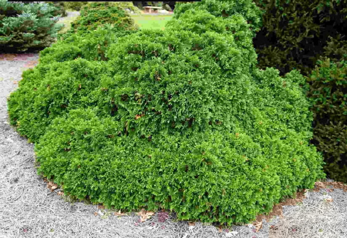 larawan ng thuja umbrakulifera