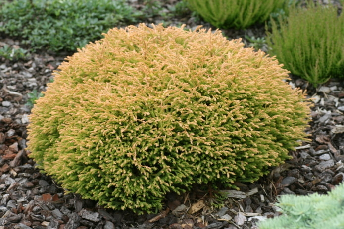 Thuja enana con agujas doradas