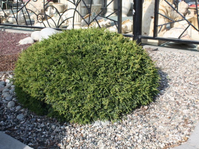 thuja con una corona de cojín