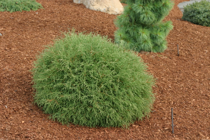 Thuja enana redonda