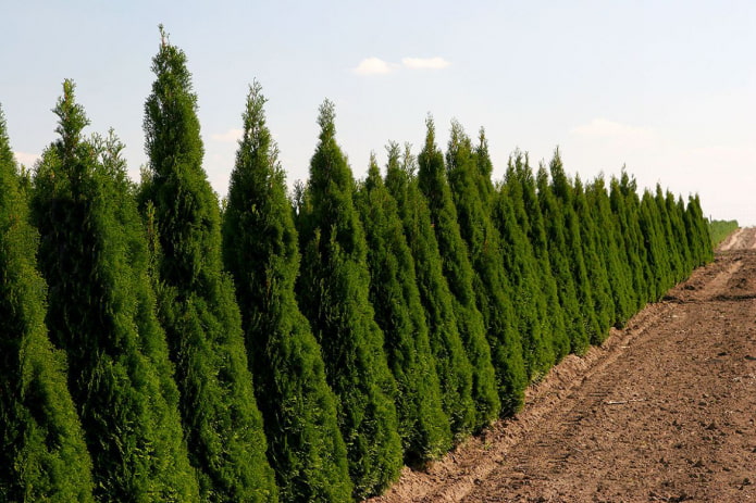 berde thuja