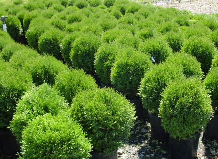 dwarf thuja ovoid