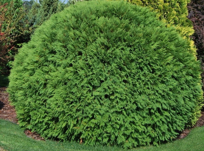 thuja con curvas woodwardie